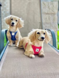 English Cream Miniature Dachshund Puppies For Sale