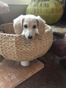 english cream miniature dachshund puppy breeder