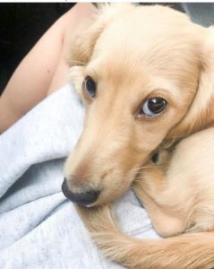 english cream miniature dachshund puppy breeder