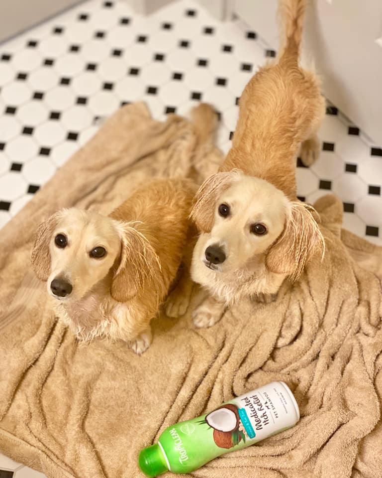english cream miniature dachshund breeder