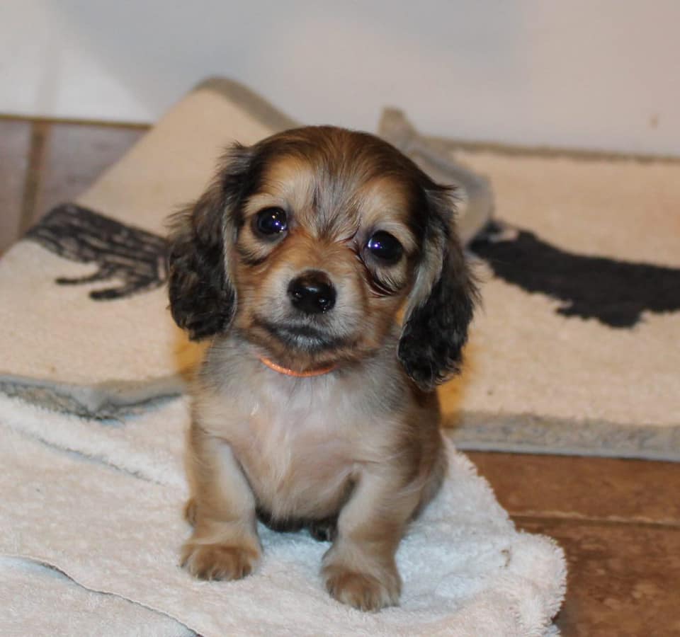 Creme of the Crop Miniature Longhair Dachshund Puppy Breeder Texas