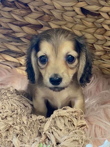 English Cream Miniature Dachshund Puppies - Crème of the Crop ...