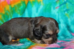 Creme of the Crop Male Puppy Dachshund For Sale brûlée 6
