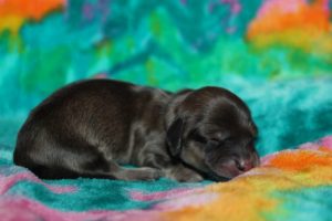 Creme of the Crop Miniature Dachshund Puppy For Sale Male Shaded Cream 2