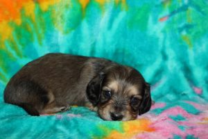 Creme of the Crop Male Puppy Dachshund For Sale brûlée 4