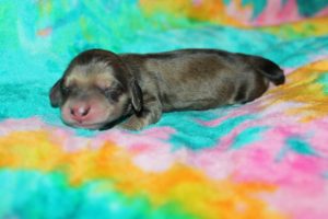 Creme of the Crop Miniature Dachshund Puppy For Sale Male - Latte 4