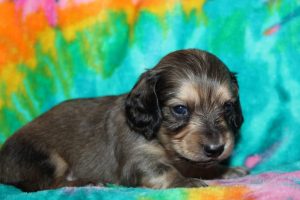 Creme of the Crop Male Puppy Dachshund For Sale brûlée 3