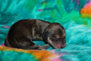 Creme of the Crop Miniature Dachshund Puppy For Sale Male - Latte 1