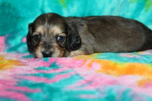Creme of the Crop Male Puppy Dachshund For Sale brûlée 2