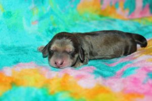 Creme of the Crop Miniature Dachshund Puppy For Sale Male - Latte 5