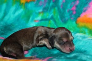 Creme of the Crop Miniature Dachshund Puppy For Sale Male - Latte 3