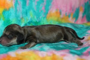 Creme of the Crop Miniature Dachshund Puppy For Sale Male - Latte 2