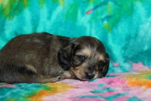 Creme of the Crop Male Puppy Dachshund For Sale brûlée 5