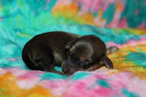 Creme of the Crop Miniature Dachshund Puppy For Sale Male Shaded Cream 3