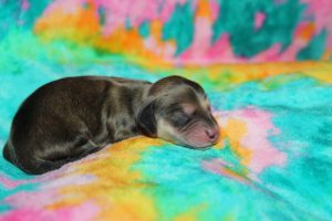 Creme of the Crop Miniature Dachshund Puppy For Sale Male - Latte 6