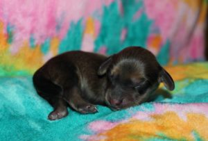 Creme of the Crop Miniature Dachshund Puppy For Sale Male Shaded Cream 4