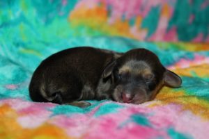 Creme of the Crop Miniature Dachshund Puppy For Sale Male Shaded Cream 5