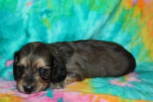 Creme of the Crop Male Puppy Dachshund For Sale brûlée 1