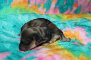 Creme of the Crop Miniature Dachshund Puppy For Sale Male Shaded Cream 1