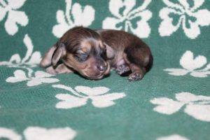 Creme of the Crop Miniature Dachshunds Light Shaded Male Puppy For Sale Espresso Latte 6