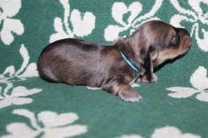 Creme of the Crop Miniature Dachshunds Light Shaded Male Puppy For Sale Espresso Latte 4