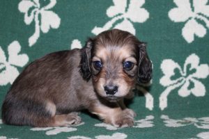 Creme of the Crop Miniature Dachshunds Light Shaded Male Puppy For Sale Brûlée 1