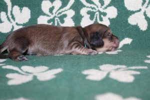 Creme of the Crop Miniature Dachshunds Light Shaded Male Puppy For Sale Espresso (Mr. Blue) 1