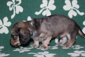 Creme of the Crop Miniature Dachshunds Light Shaded Male Puppy For Sale Brûlée 2