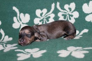 Creme of the Crop Miniature Dachshunds Light Shaded Male Puppy For Sale Espresso Latte 3