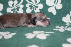 Creme of the Crop Miniature Dachshunds Light Shaded Male Puppy For Sale Espresso (Mr. Blue) 3
