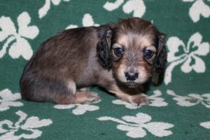 Creme of the Crop Miniature Dachshunds Light Shaded Male Puppy For Sale Brûlée 3