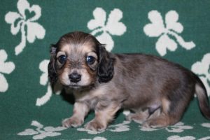 Creme of the Crop Miniature Dachshunds Light Shaded Male Puppy For Sale Brûlée 4