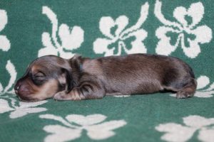 Creme of the Crop Miniature Dachshunds Light Shaded Male Puppy For Sale Espresso Latte 1