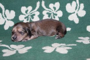 Creme of the Crop Miniature Dachshunds Light Shaded Male Puppy For Sale Espresso (Mr. Blue) 5