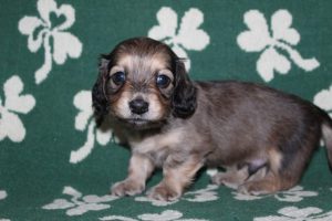 Creme of the Crop Miniature Dachshunds Light Shaded Male Puppy For Sale Brûlée 5