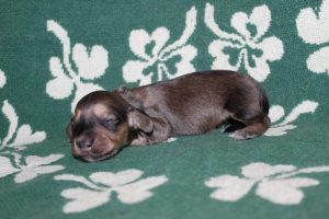 Creme of the Crop Miniature Dachshunds Light Shaded Male Puppy For Sale Espresso Latte 5