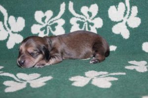 Creme of the Crop Miniature Dachshunds Light Shaded Male Puppy For Sale Espresso (Mr. Blue) 4