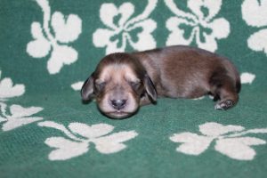 Creme of the Crop Miniature Dachshunds Light Shaded Male Puppy For Sale Espresso (Mr. Blue) 2