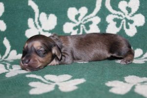 Creme of the Crop Miniature Dachshunds Light Shaded Male Puppy For Sale Espresso Latte 2