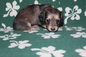 Creme of the Crop Miniature Dachshunds Light Shaded Male Puppy For Sale Brûlée 6