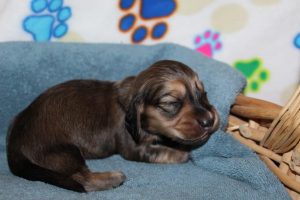 Creme of the Crop Miniature Dachshunds Shaded Male Puppy For Sale Latte 3