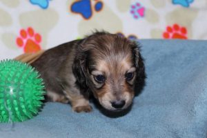 Creme of the Crop Miniature Dachshunds Shaded Male Puppy For Sale Brûlée 1