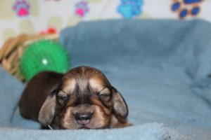 Creme of the Crop Miniature Dachshunds Shaded Male Puppy For Sale Latte 2