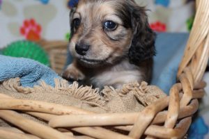 Creme of the Crop Miniature Dachshunds Shaded Male Puppy For Sale Brûlée 2