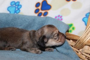 Creme of the Crop Miniature Dachshunds Shaded Male Puppy For Sale Espresso 1