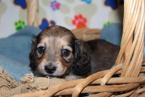 Creme of the Crop Miniature Dachshunds Shaded Male Puppy For Sale Brûlée 3