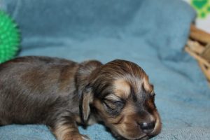 Creme of the Crop Miniature Dachshunds Shaded Male Puppy For Sale Latte 1