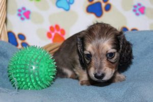 Creme of the Crop Miniature Dachshunds Shaded Male Puppy For Sale Brûlée 10