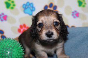 Creme of the Crop Miniature Dachshunds Shaded Male Puppy For Sale Brûlée 4