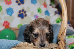 Creme of the Crop Miniature Dachshunds Shaded Male Puppy For Sale Brûlée 5